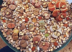 Lithops need a well-drained planting medium and look nice topdressed with gravel or stones.