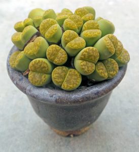 Lithops can remain in a small pot for many years. 