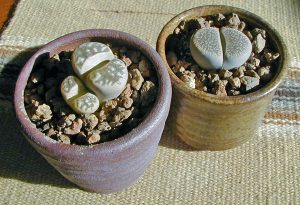 Lithops are popular novelty houseplants.