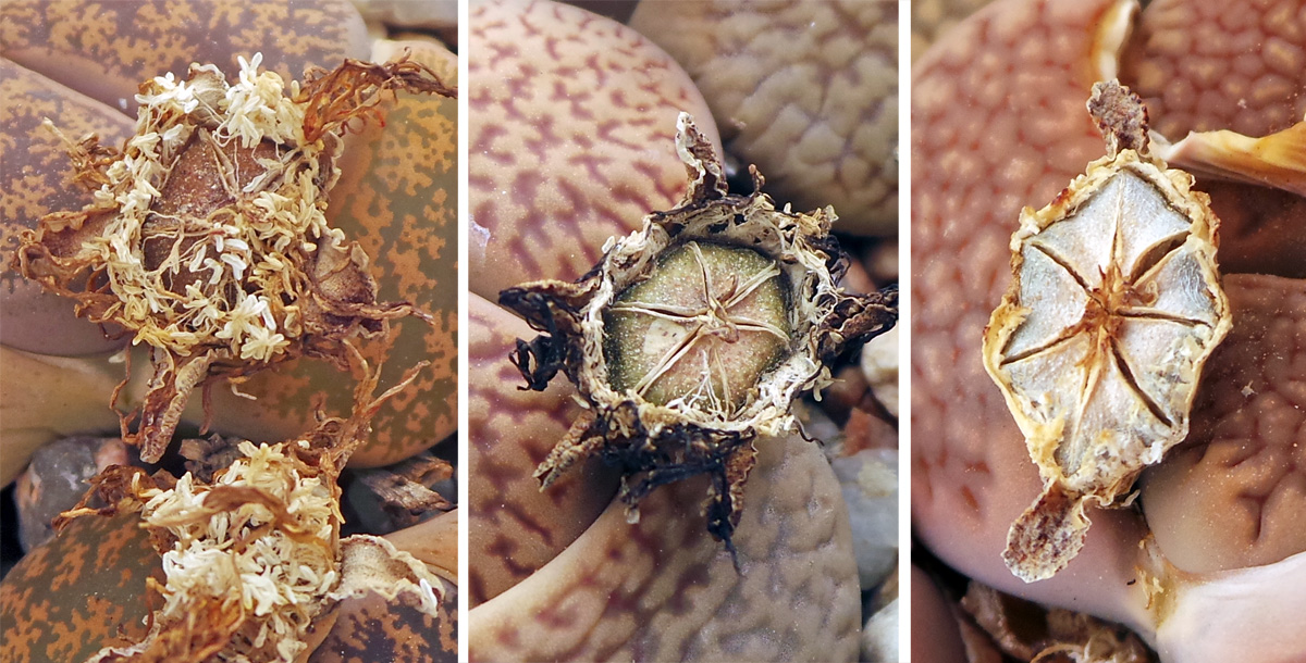 After the flowers fade (L), a chambered fruit capsule remains (C) which opens when moistened (R).