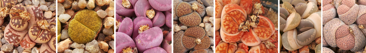 A variety of Lithops species and cultivars (L-R): L. dorotheae, L. aucampiae ‘Jackson’s Jade’, L. optica ‘Rubra’, L. verruculosa, L. karasmontana ‘Mickbergensis’, L. otzeniana ‘Aquamarine’, and L. fulviceps var lactinea.