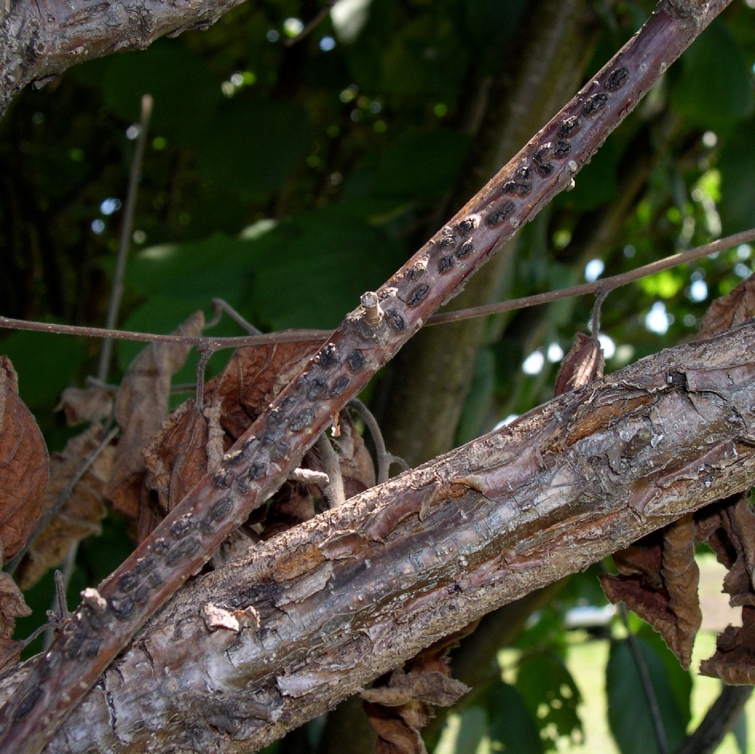 Eastern Filbert Blight Wisconsin Horticulture