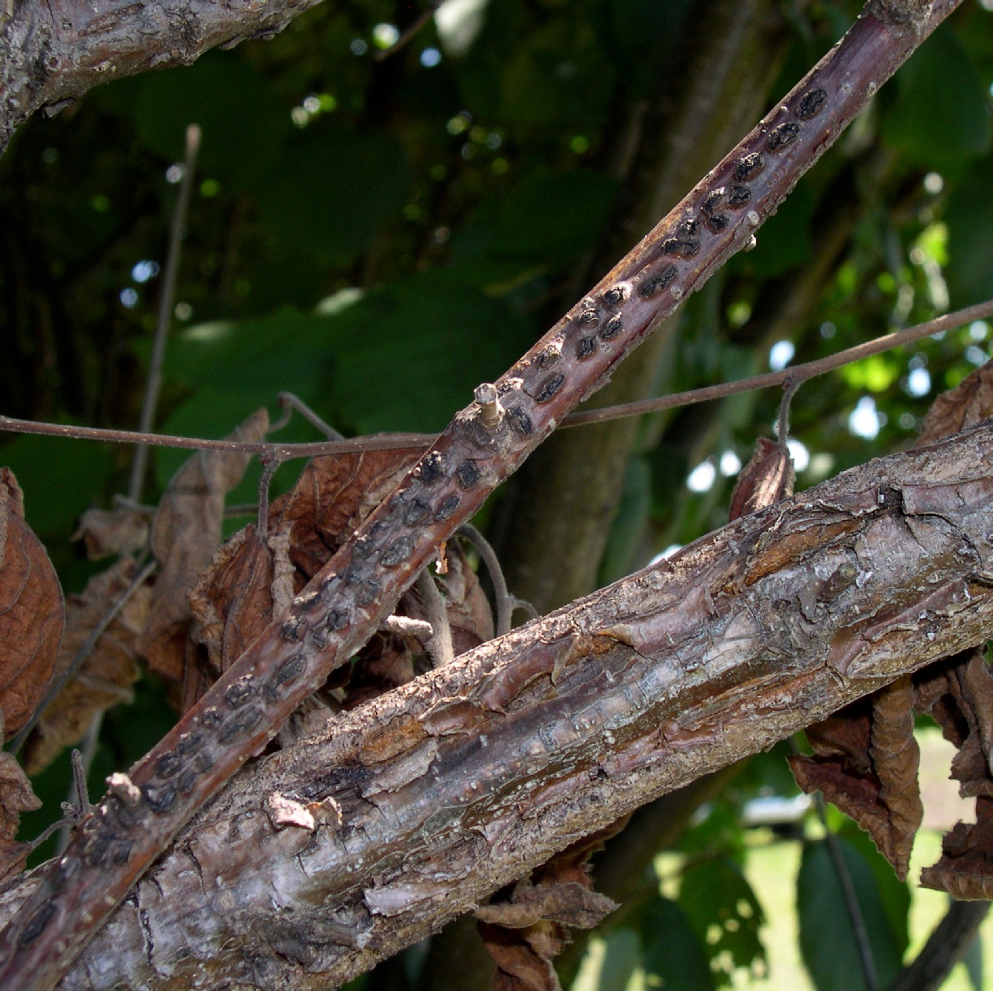 Eastern Filbert Blight Wisconsin Horticulture