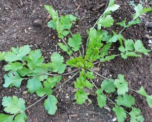 750 Seeds to sow coriander Ideal Summer Autumn/fall Late Coriandrum Sativum 