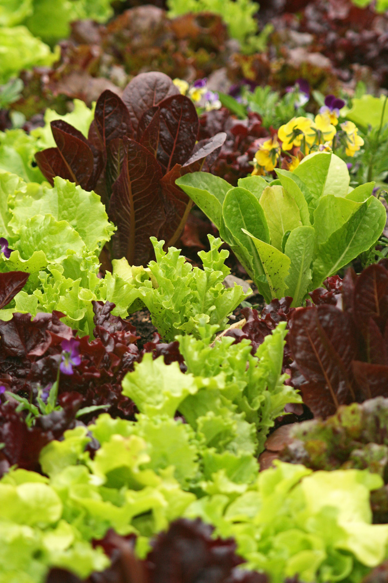 Grow Your Own Salad Greens – Wisconsin Horticulture