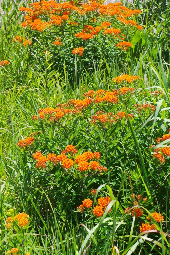 Butterflyweed is a great addition to meadows and prairie plantings.