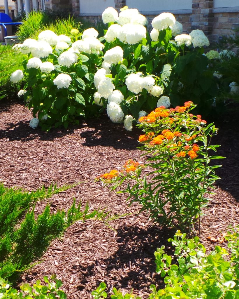 A young butterflyweed plant.