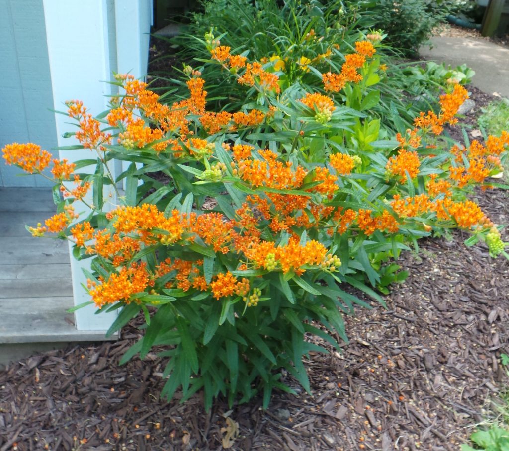 Butterflyweed can be used as a specimen plants in gardens.