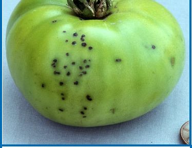 Bacterial Speck of Tomato