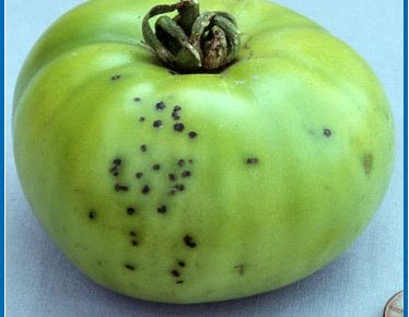 Bacterial Speck of Tomato