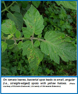 Bacterial Spot Of Tomato Wisconsin Horticulture