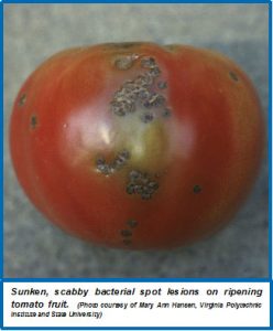 Bacterial Spot of Tomato