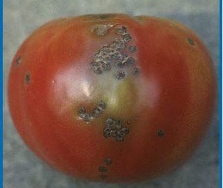 Sunken, scabby bacterial spot lesions on ripening tomato fruit. (Photo courtesy of Mary Ann Hansen, Virginia Polytechnic Institute and State University)