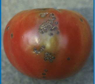 Bacterial Spot of Tomato