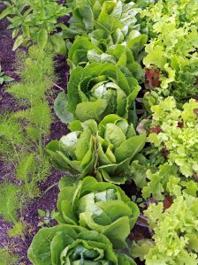 Salad Greens: How to Grow It