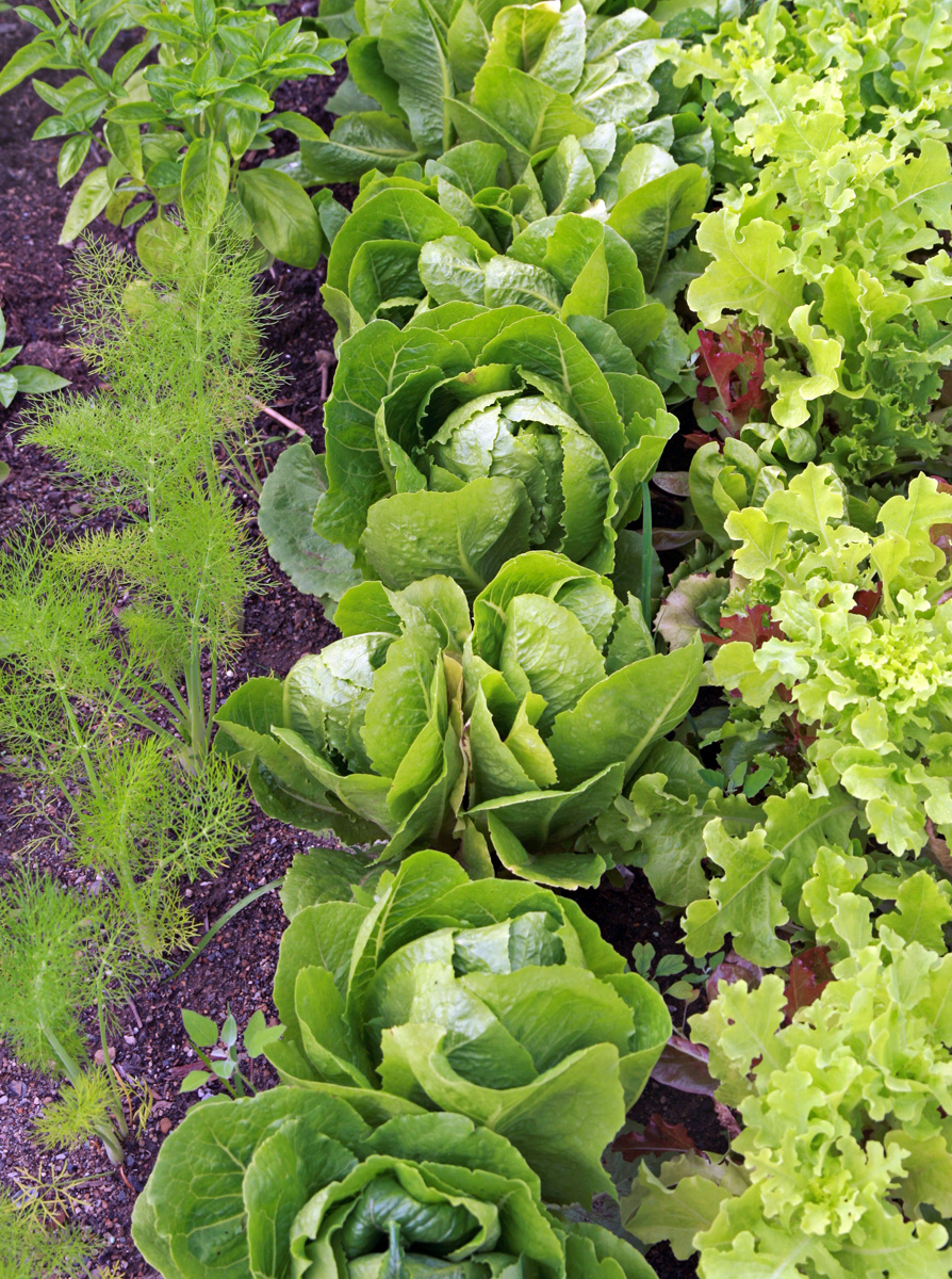 Grow Your Own Salad Greens – Wisconsin Horticulture