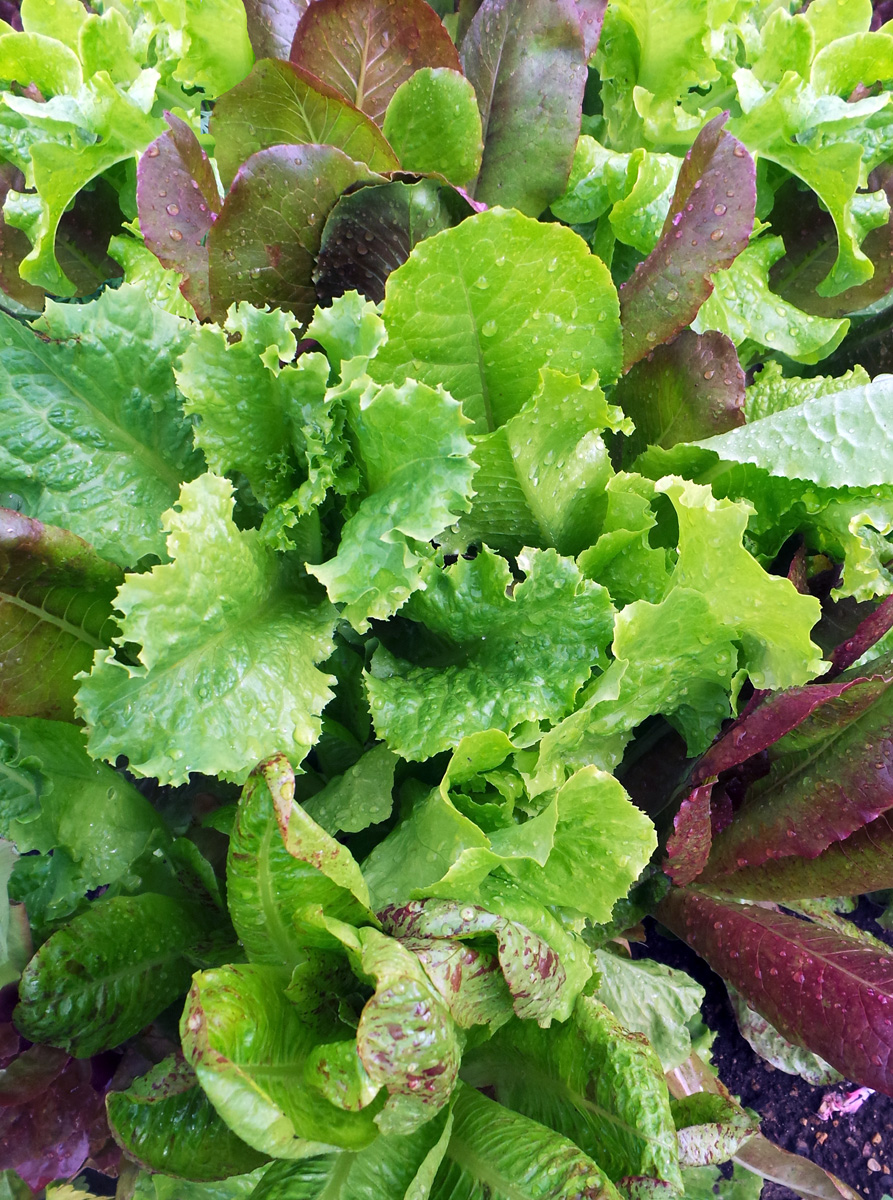 Grow Your Own Salad Greens – Wisconsin Horticulture