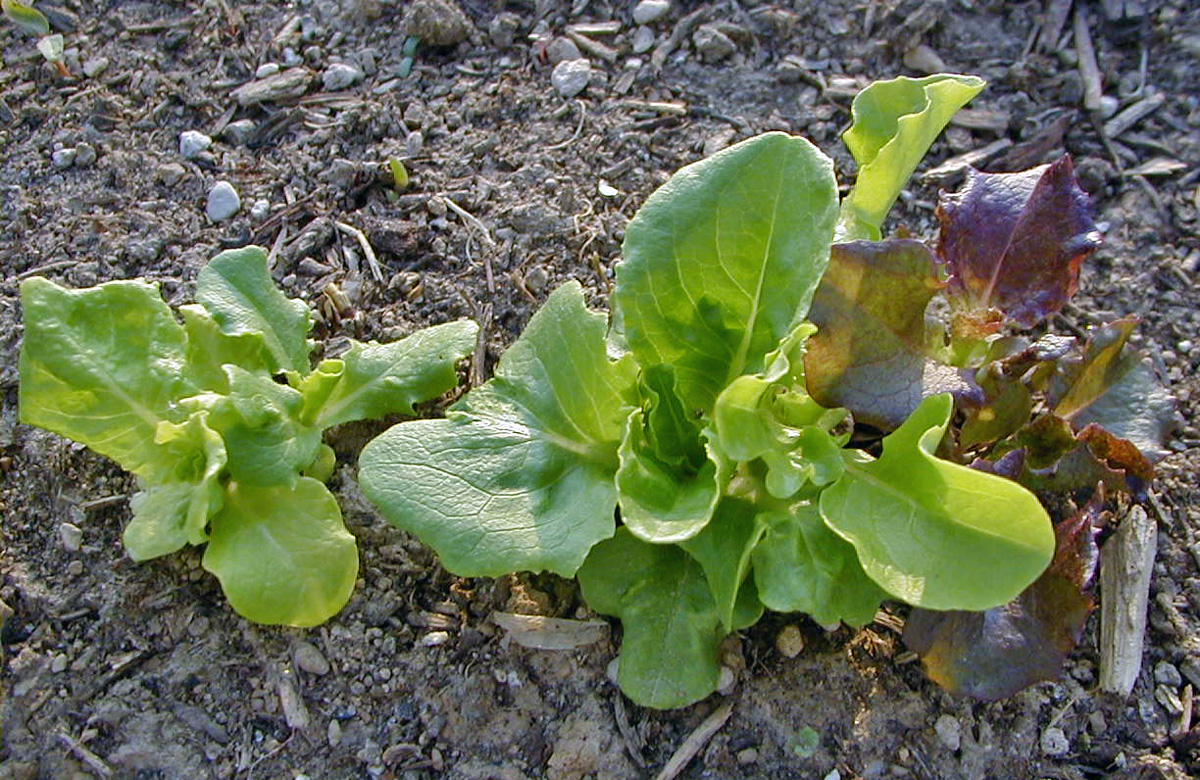 Grow Your Own Salad Greens – Wisconsin Horticulture