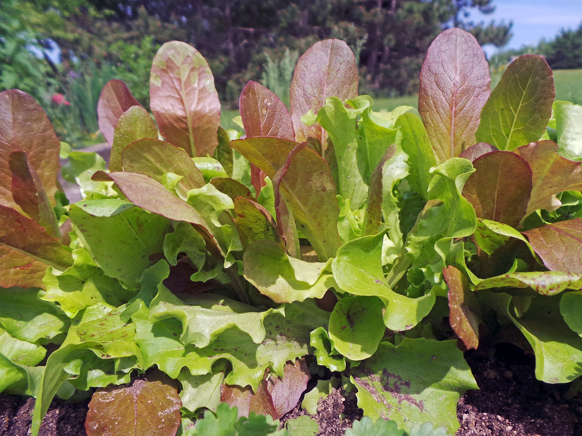 Grow Your Own Salad Greens – Wisconsin Horticulture