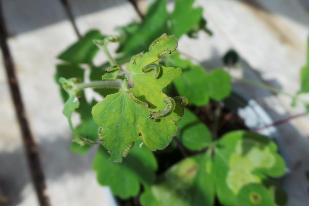 Sawflies