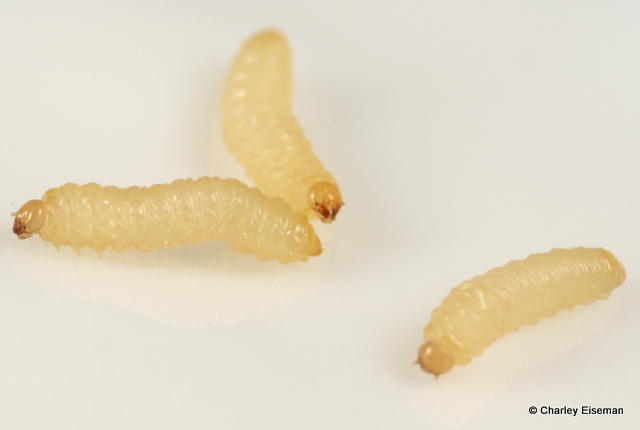 Three small off-white larvae on a white background