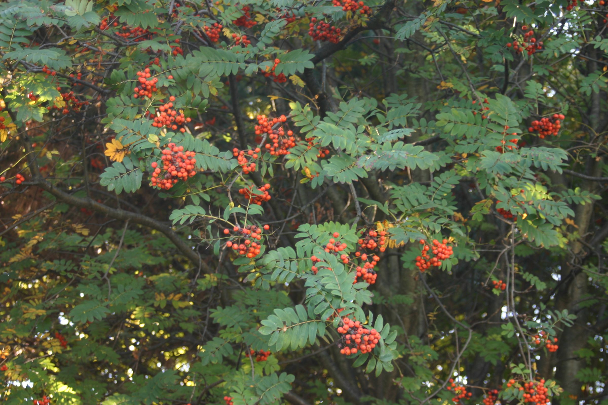 Mountain ash tree with fruit