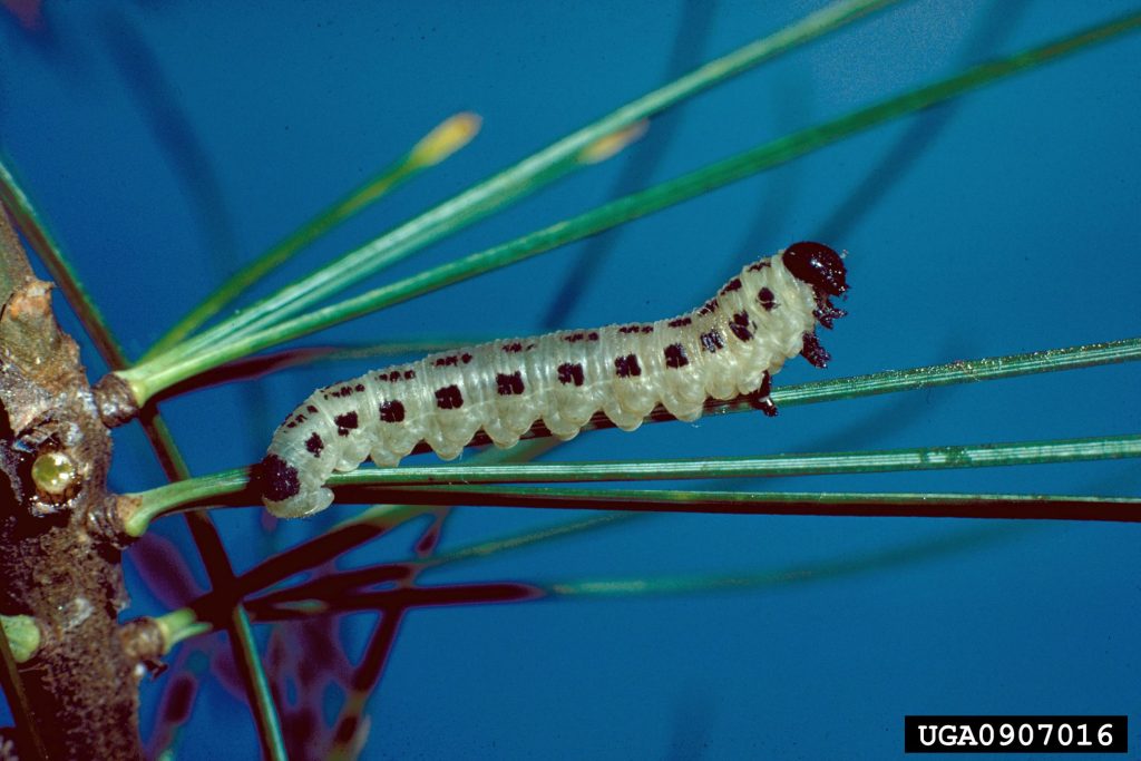 white pine sawfly