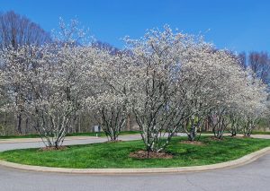 Image of Serviceberry (Amelanchier) tree or shrub