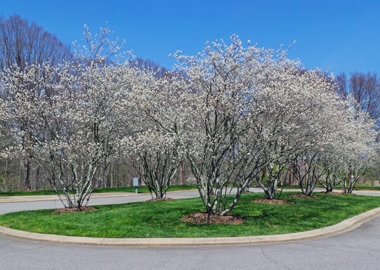 Serviceberry, Amelanchier spp. Wisconsin Horticulture