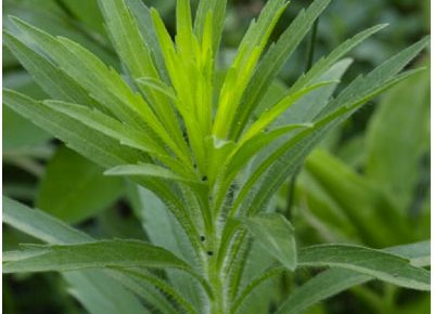 Weed Identification Series 2 – Horseweed (Marestail)