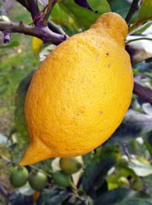 Lemon Blossoms Can Opener Cover 