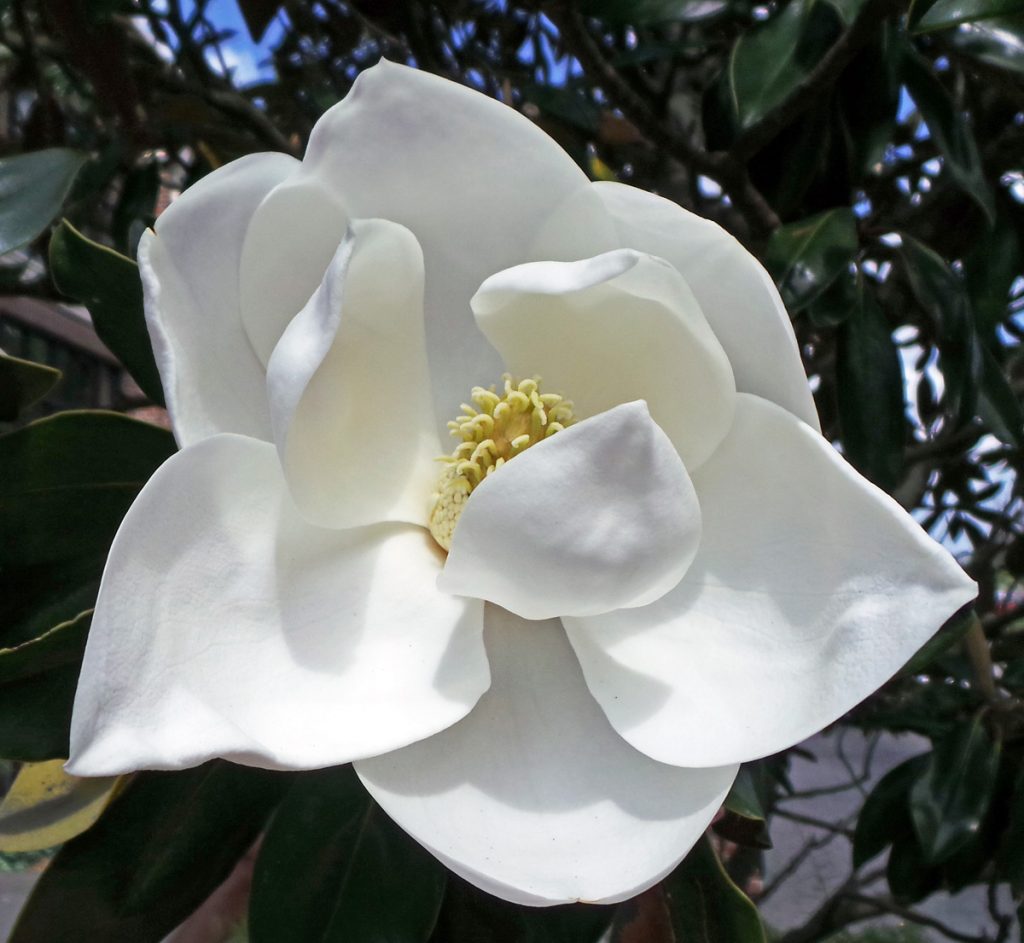 Lemonscented Plants Wisconsin Horticulture