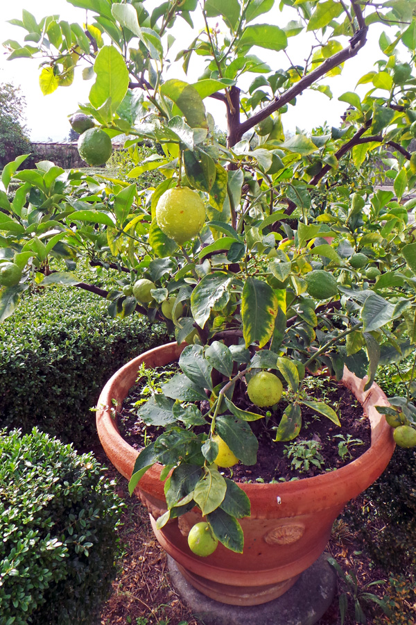 Lemon Scented Plants Wisconsin Horticulture