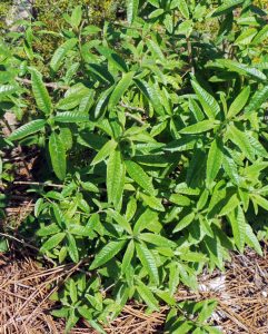 Herb Lemon Verbena  Sierra Vista Growers