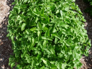 Picture of a lemon balm plant