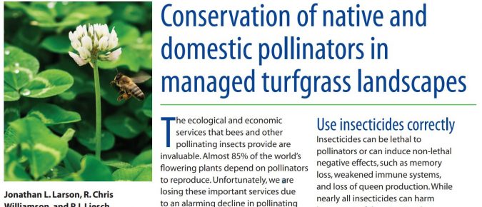 Conservation of Native and Domestic Pollinators in Managed Turfgrass Landscapes