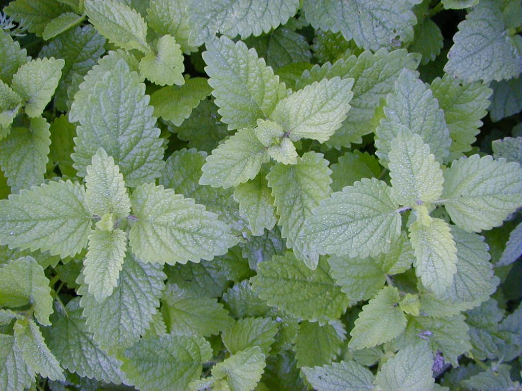 Lemon-scented Plants
