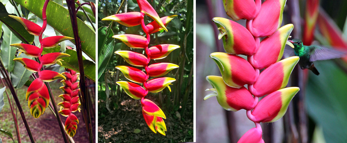 heliconia flower adaptations