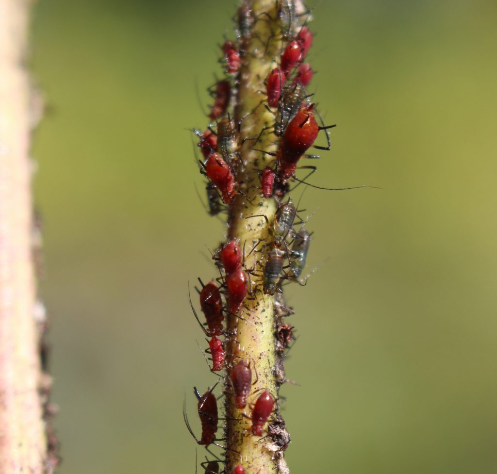 Aphids