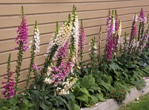 Digitalis purpurea – Horticulture