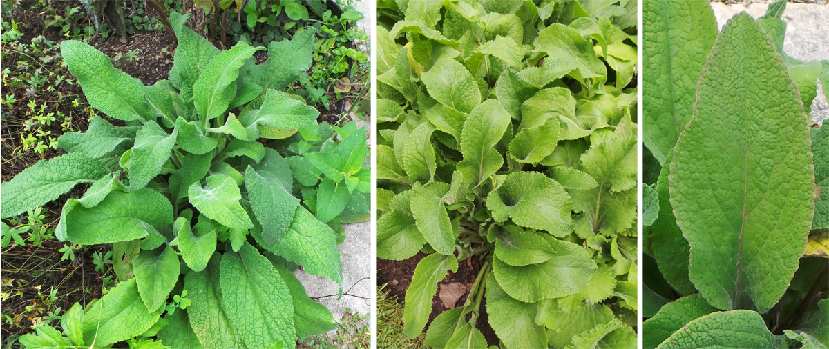 first year foxglove seedlings