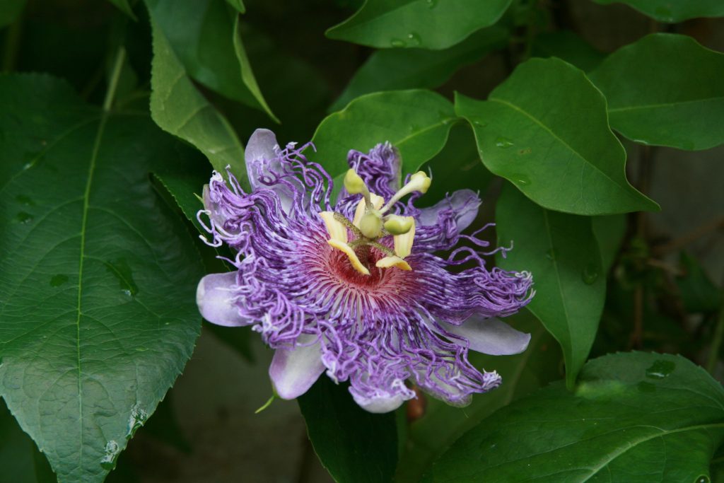 Amazing Flowers