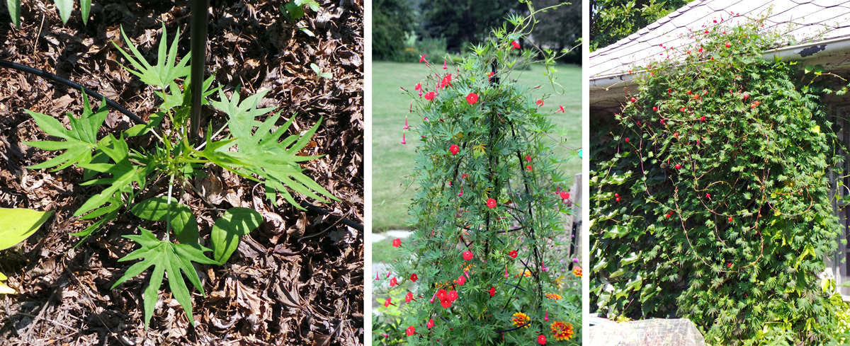 cardinal flower vine