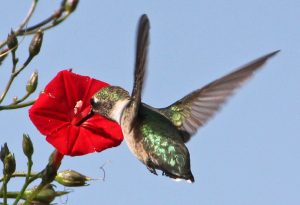 cardinal climber and its cousins, annual vines that are hummingbird  favorites - A Way To Garden