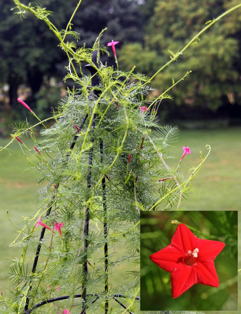 Cardinal Climber, Ipomoea sloteri Wisconsin Horticulture