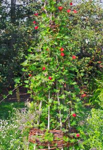 cardinal flower vine