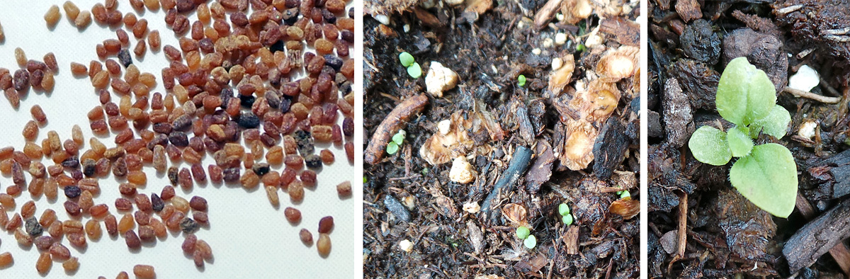 Foxglove Seedlings