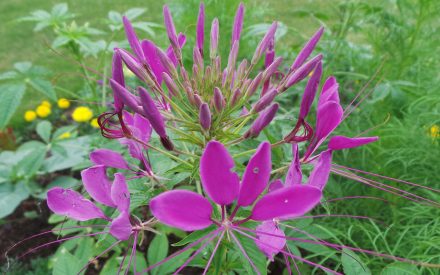 Spider Flower, <em>Cleome houtteana (= C. hassleriana</em>)