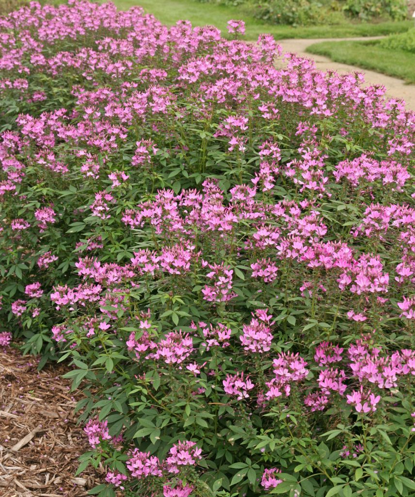 Spider flower, Cleome hassleriana – Wisconsin Horticulture