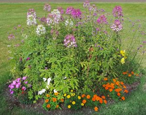 Cleome flower deals